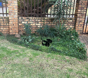 Dachshund 2 | Garden Decor