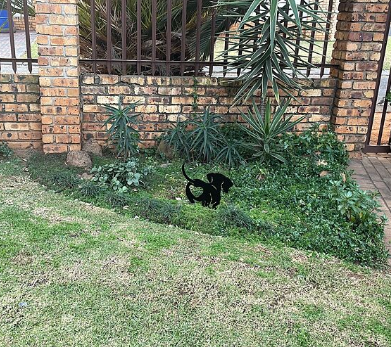 Dachshund 2 | Garden Decor