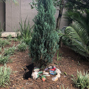 Jinx the Kitten | Garden Decor